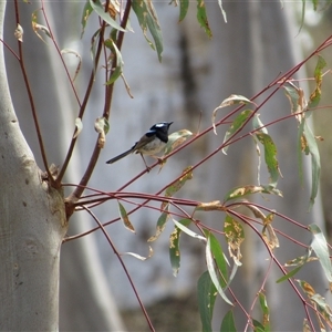 Malurus cyaneus at Jerrabomberra, NSW - 10 Nov 2024 10:54 AM