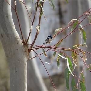 Malurus cyaneus at Jerrabomberra, NSW - 10 Nov 2024 10:54 AM