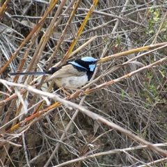 Malurus cyaneus (Superb Fairywren) at Jerrabomberra, NSW - 9 Nov 2024 by KShort