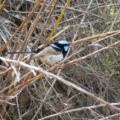 Malurus cyaneus (Superb Fairywren) at Jerrabomberra, NSW - 10 Nov 2024 by KShort