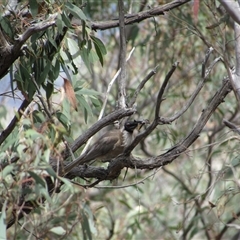 Philemon corniculatus (Noisy Friarbird) at Jerrabomberra, NSW - 9 Nov 2024 by KShort