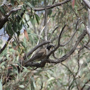 Philemon corniculatus at Jerrabomberra, NSW - 10 Nov 2024 10:57 AM