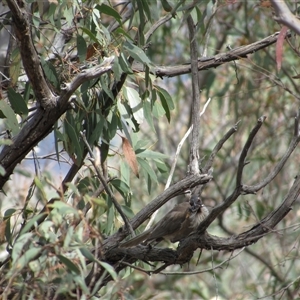 Philemon corniculatus at Jerrabomberra, NSW - 10 Nov 2024 10:57 AM