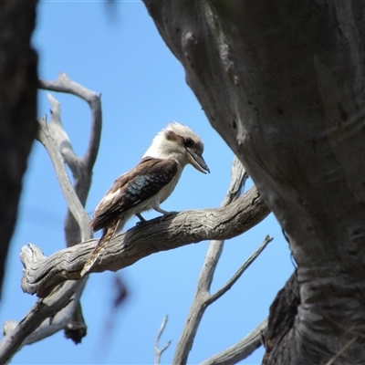 Dacelo novaeguineae (Laughing Kookaburra) at Jerrabomberra, NSW - 10 Nov 2024 by KShort