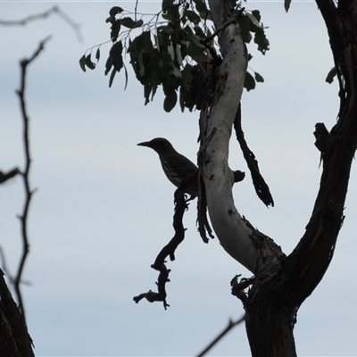 Oriolus sagittatus (Olive-backed Oriole) at Jerrabomberra, NSW - 9 Nov 2024 by KShort