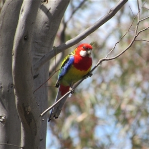 Platycercus eximius at Jerrabomberra, NSW - 10 Nov 2024