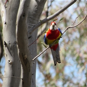 Platycercus eximius at Jerrabomberra, NSW - 10 Nov 2024 11:32 AM