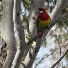 Platycercus eximius (Eastern Rosella) at Jerrabomberra, NSW - 10 Nov 2024 by KShort