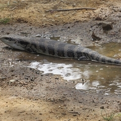 Tiliqua scincoides scincoides (Eastern Blue-tongue) at Jerrabomberra, NSW - 10 Nov 2024 by KShort