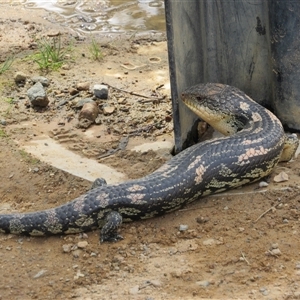 Tiliqua nigrolutea at Jerrabomberra, NSW - 10 Nov 2024 11:17 AM