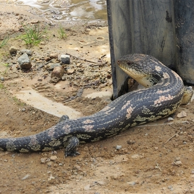 Tiliqua nigrolutea (Blotched Blue-tongue) at Jerrabomberra, NSW - 10 Nov 2024 by KShort