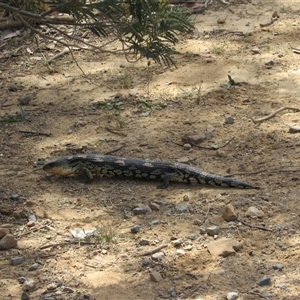 Tiliqua nigrolutea at Jerrabomberra, NSW - 10 Nov 2024 11:17 AM