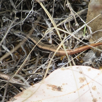 Morethia boulengeri (Boulenger's Skink) at Jerrabomberra, NSW - 10 Nov 2024 by KShort