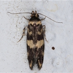 Catadoceta xanthostephana (Catadoceta xanthostephana) at Melba, ACT - 8 Nov 2024 by kasiaaus