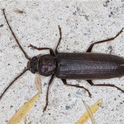 Arhopalus (genus) (Longhorn beetle) at Melba, ACT - 8 Nov 2024 by kasiaaus