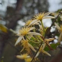 Clematis aristata (Mountain Clematis) at Palerang, NSW - 11 Nov 2024 by Csteele4