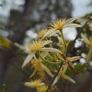 Clematis aristata at Palerang, NSW - 11 Nov 2024