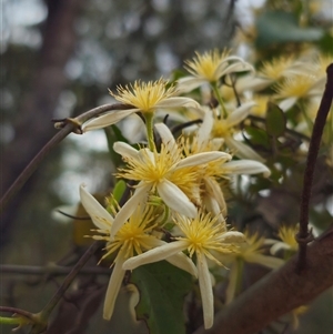 Clematis aristata at Palerang, NSW - 11 Nov 2024 02:47 PM