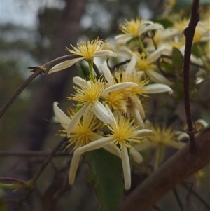 Clematis aristata at Palerang, NSW - 11 Nov 2024 02:47 PM