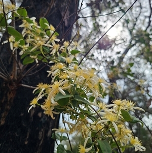 Clematis aristata at Palerang, NSW - 11 Nov 2024