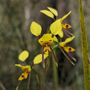 Diuris sulphurea at Palerang, NSW - 11 Nov 2024