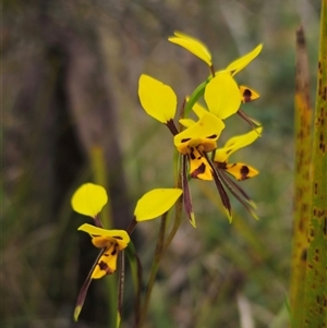 Diuris sulphurea at Palerang, NSW - 11 Nov 2024