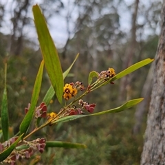 Daviesia suaveolens at Palerang, NSW - 11 Nov 2024 by Csteele4