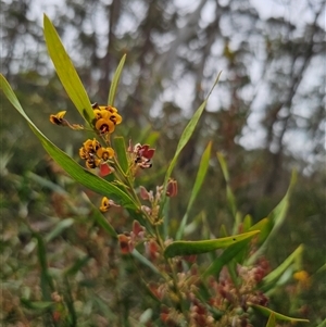 Daviesia suaveolens at Palerang, NSW - 11 Nov 2024 02:24 PM