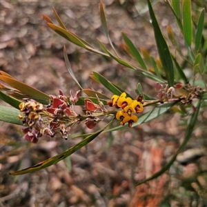 Daviesia suaveolens at Palerang, NSW - 11 Nov 2024 02:24 PM