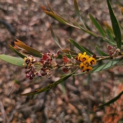 Daviesia suaveolens at Palerang, NSW - 11 Nov 2024 02:24 PM