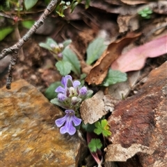 Ajuga australis (Austral Bugle) at Palerang, NSW - 11 Nov 2024 by Csteele4