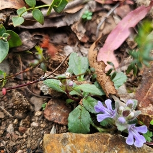 Ajuga australis at Palerang, NSW - 11 Nov 2024