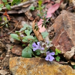 Ajuga australis at Palerang, NSW - 11 Nov 2024