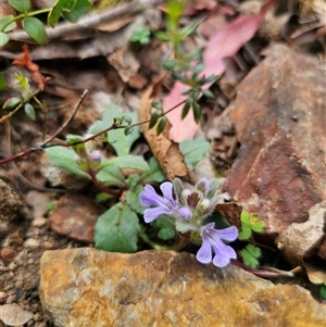 Ajuga australis at Palerang, NSW - 11 Nov 2024