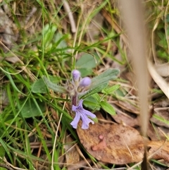 Ajuga australis at Palerang, NSW - 11 Nov 2024