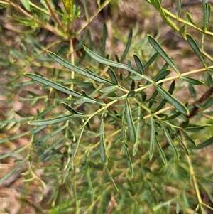 Polyscias sambucifolia subsp. Bipinnate leaves (J.H.Ross 3967) Vic. Herbarium at Palerang, NSW - 11 Nov 2024 01:36 PM