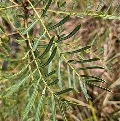 Polyscias sambucifolia subsp. Bipinnate leaves (J.H.Ross 3967) Vic. Herbarium at Palerang, NSW - 11 Nov 2024 01:36 PM