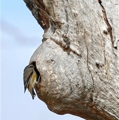 Pardalotus striatus at Pialligo, ACT - 9 Nov 2024