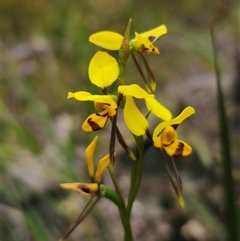 Diuris sulphurea (Tiger Orchid) at Palerang, NSW - 11 Nov 2024 by Csteele4