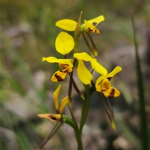 Diuris sulphurea at Palerang, NSW - 11 Nov 2024