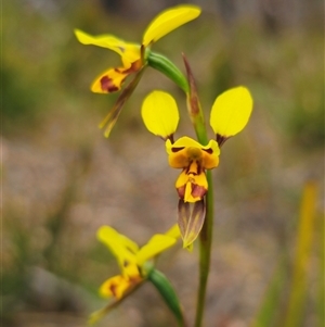 Diuris sulphurea at Palerang, NSW - suppressed