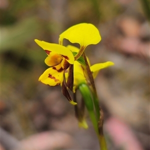 Diuris sulphurea at Palerang, NSW - 11 Nov 2024