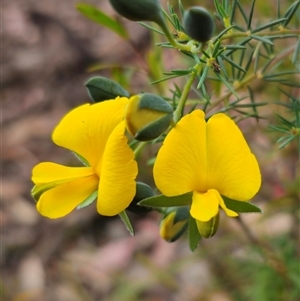 Gompholobium huegelii at Palerang, NSW - 11 Nov 2024