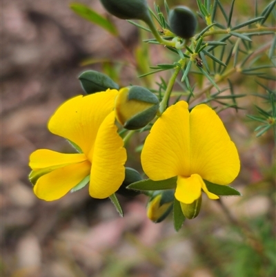 Gompholobium huegelii (pale wedge–pea) at Palerang, NSW - 11 Nov 2024 by Csteele4