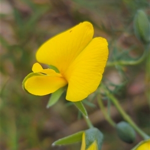 Gompholobium huegelii at Palerang, NSW - 11 Nov 2024