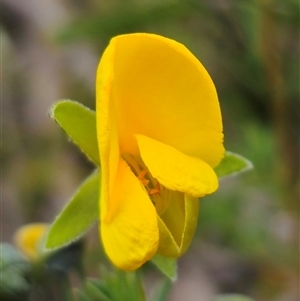 Gompholobium huegelii at Palerang, NSW - 11 Nov 2024