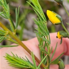 Gompholobium huegelii at Palerang, NSW - 11 Nov 2024