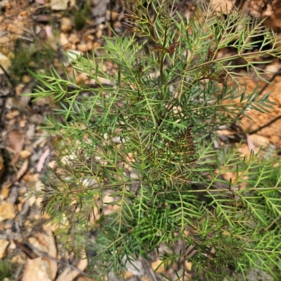 Polyscias sambucifolia subsp. Bipinnate leaves (J.H.Ross 3967) Vic. Herbarium (Ferny Panax) at Palerang, NSW - 11 Nov 2024 by Csteele4