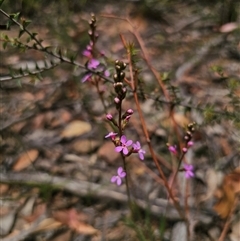 Stylidium armeria subsp. armeria (thrift trigger plant) at Palerang, NSW - 11 Nov 2024 by Csteele4