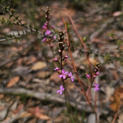 Stylidium armeria subsp. armeria (thrift trigger plant) at Palerang, NSW - 11 Nov 2024 by Csteele4